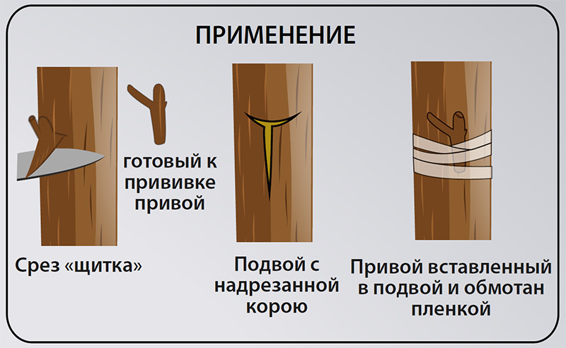 Пленка для прививки каландрированная, 1.5х30см, 20шт 2