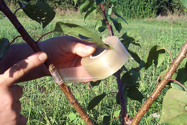 Пленка для прививки MaxiFilm S9, 32ммх70м 2