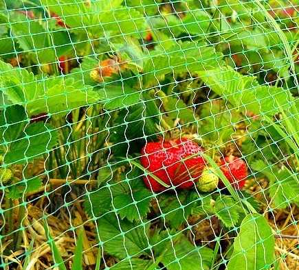 Сітка від птахів 4х1, Tenax "Ортофлекс" 2