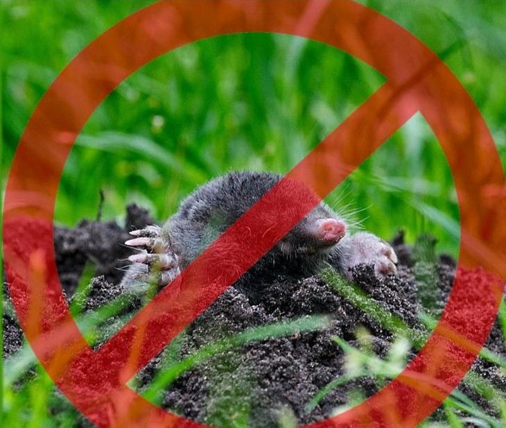 Сітка від кротів яч. 12х12, 1х100м 2