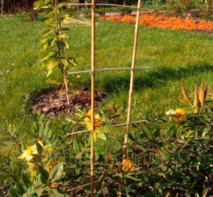 Бамбуковые лестницы для растений S2 75 см, les-bmb-75 2