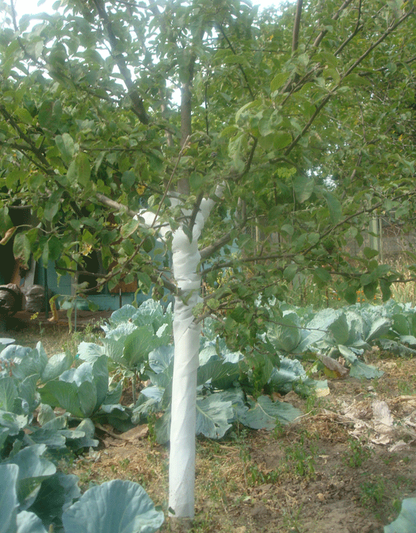 Бинт садовий 0.2х10м, Agreen (Агрін) 4