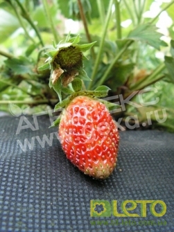 Агроволокно біле 30 UV, 1.6х10м, Агротекс 3