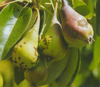 Фунгицид Джек Пот, 3мл 4