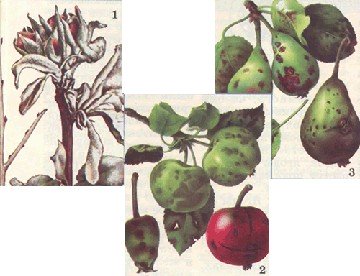 Фунгицид Джек Пот, 3мл 2