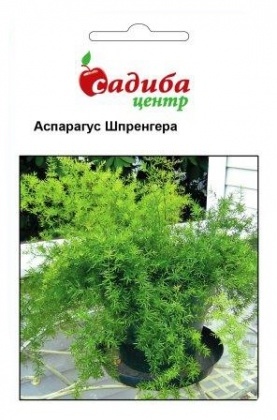 Насіння аспарагуса Шпренгера, 0.3 г, Hem, Голландія, Садиба Центр