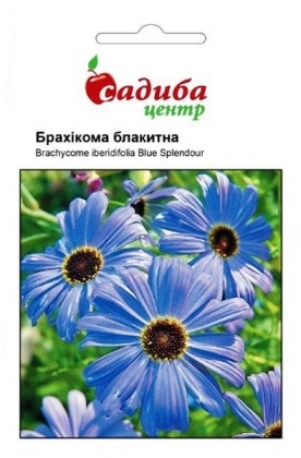 Насіння брахікоми блакитної, 0.1 г, Hem, Голландія, Садиба Центр