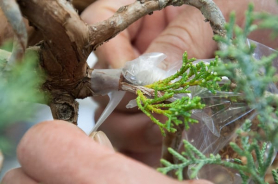 Плівка для щеплення каландрірованная, 1.5х30см, 20шт 3