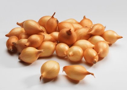 Насіння цибулі-сіянки Штутти F1, 1кг, Голландія