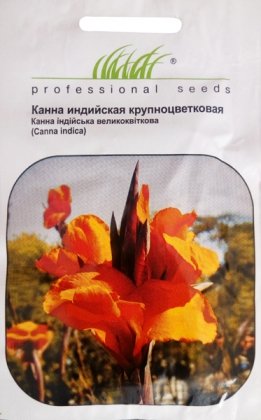 Насіння канни індійської, 5шт, Насіння квітів Pro seeds