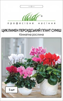 Насіння цикламен Перський великоквітковий, 5шт, Hem, Голландія, Насіння квітів Pro seeds