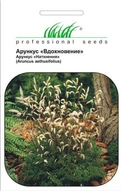 Насіння арункуса Натхнення, 30шт, Pan American, США, Насіння квітів Pro seeds