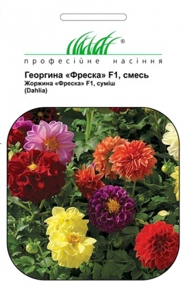 Насіння жоржини Фреска F1, 20шт, Syngenta, Голандія, Pro seeds