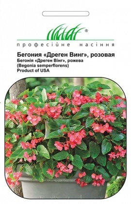Насіння бегонії Дреген Вінг рожева, 5шт, Pan American, США, Насіння квітів Pro seeds