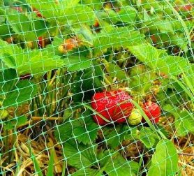 Сітка від птахів 4х1, Tenax "Ортофлекс" 1